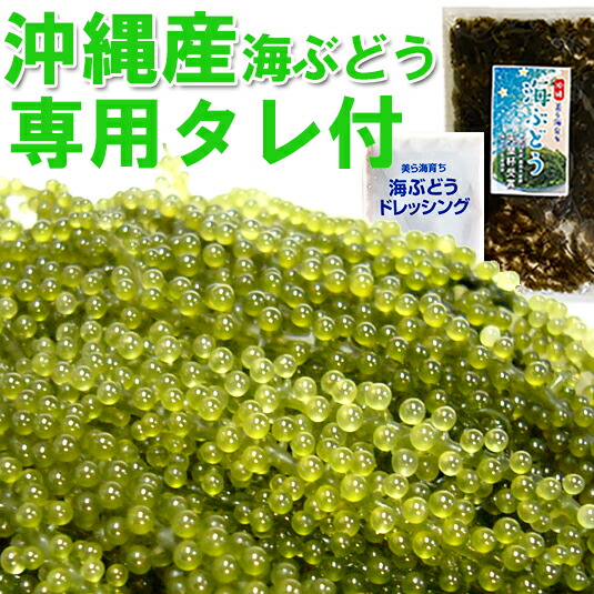 沖縄直送 海ぶどう 2キロ　茎無し　A良品　送料無料！ 楽天市場】茎付き海ぶどう2kg（タレ無し）送料無料 業務用 飲食