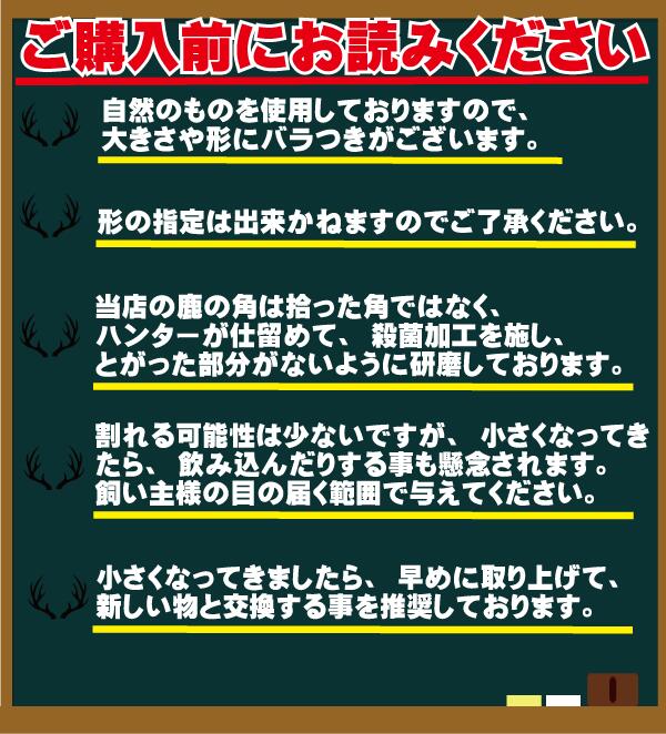 楽天市場 送料無料 鹿の角 15cm 鹿 角 デンタルケア 歯磨き 人気 犬のおやつ 国産 無添加 歯石 ベニソン 希少 じびえ ジビエ ペットフード 鹿肉 しか つの おもちゃ 長持ち ガジガジ 馬肉 鹿肉専門店awanドッグフード