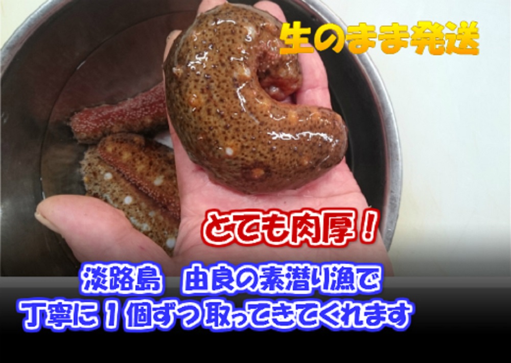 楽天市場 なまこ 赤ナマコ 淡路島産 生赤ナマコ 約500ｇ 淡路島の旬 魚一鮮魚店
