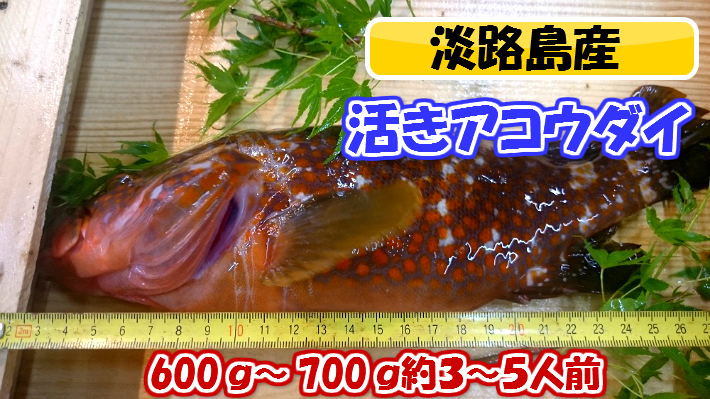 楽天市場 アコウダイ 幻のアコウダイ お刺身 52 淡路島産天然活き アコウダイ １匹 400ｇ 500ｇ 淡路島の旬 魚一鮮魚店