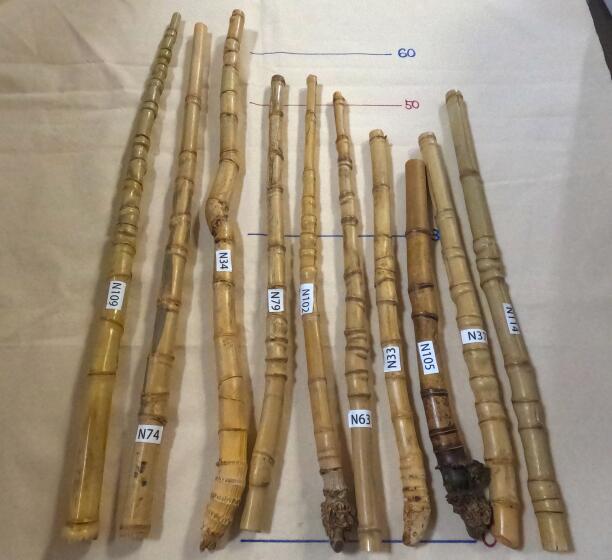 楽天市場】布袋竹 【布袋竹N28】 杖に最適・釣り竿のグリップに最適