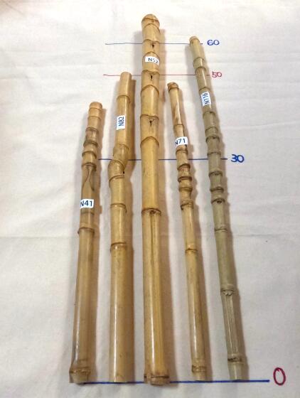 楽天市場】布袋竹 【布袋竹N26】 杖に最適・釣り竿のグリップに最適