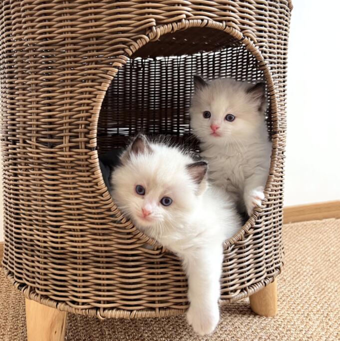 ペットベッド 猫 ベッド ドーム型 天然素材 猫 ネコ ねこ 犬 小型犬 cat ナチュラル ペットハウス 暖かい 置き型 ネコベッド ドームベッド ペット用品 半密閉式