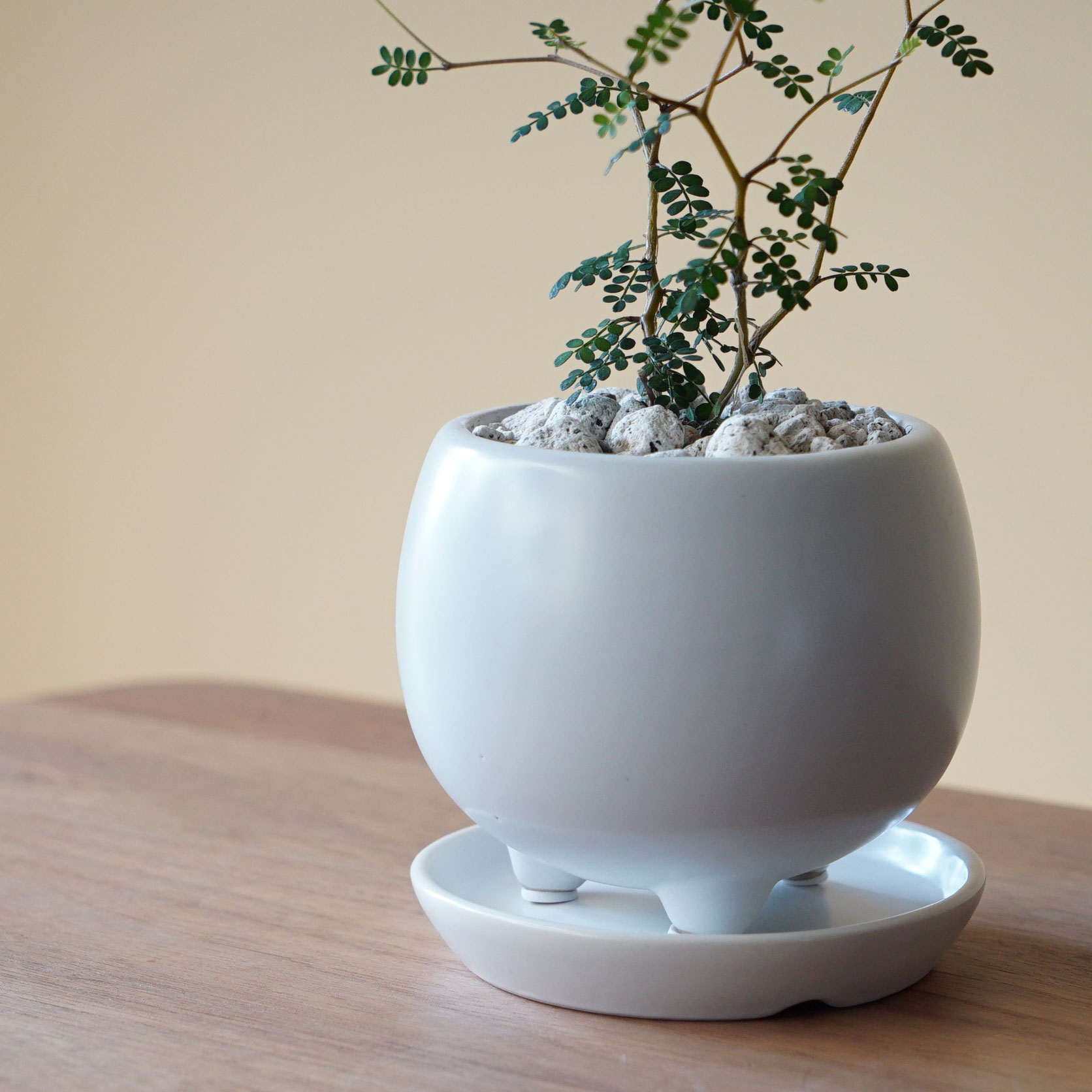 ソフォラ リトルベイビー 陶器鉢付き 3.5号 観葉植物