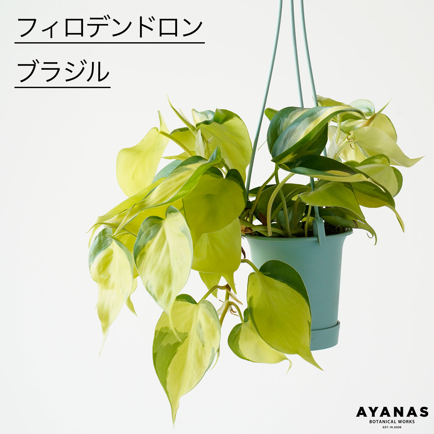 楽天市場】PLANCHU 観葉植物 フィロデンドロン クルエンタム 6号鉢