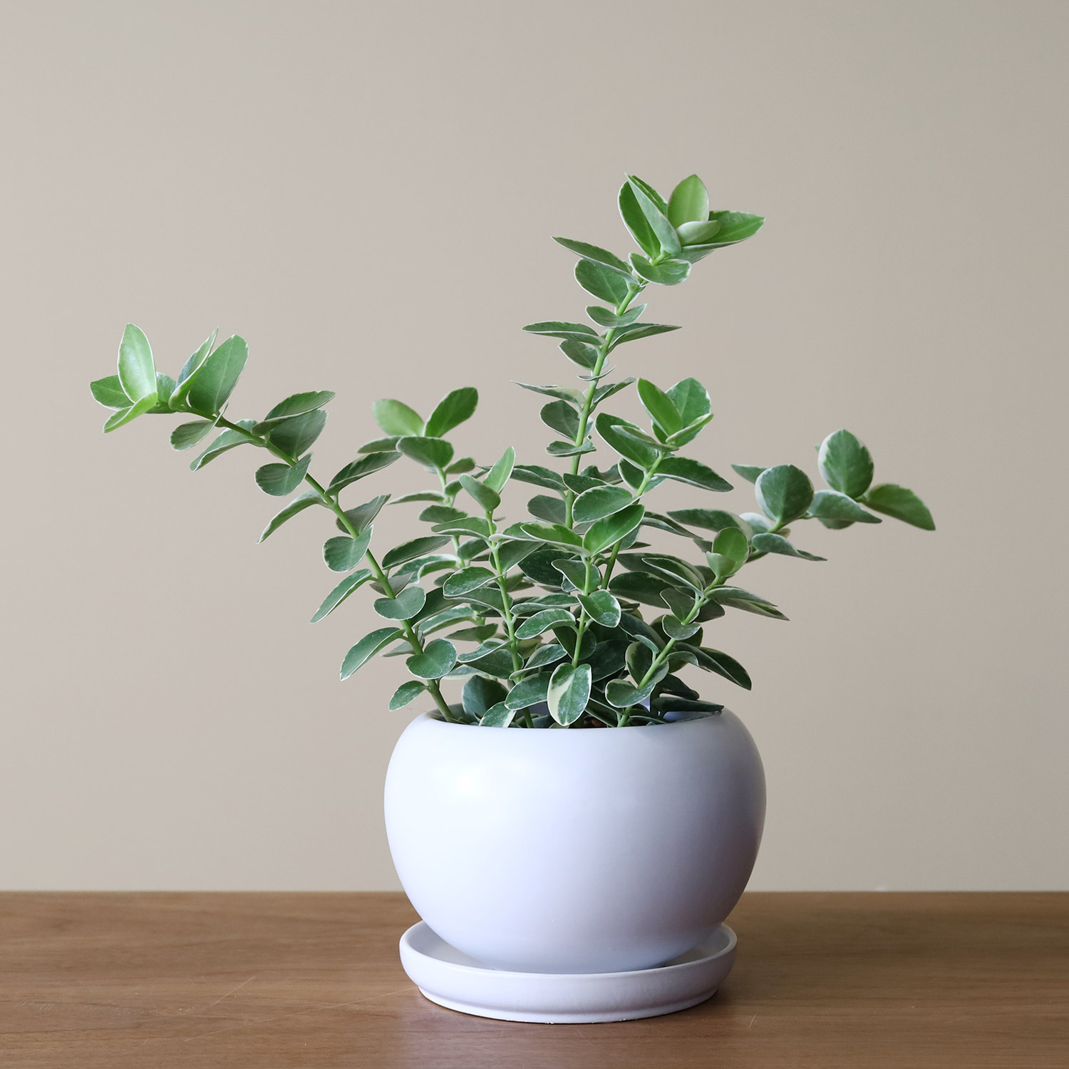 楽天市場 ホヤ クミンギアナ白斑 観葉植物 おしゃれ 日陰 小さい 鉢カバー Ayanas