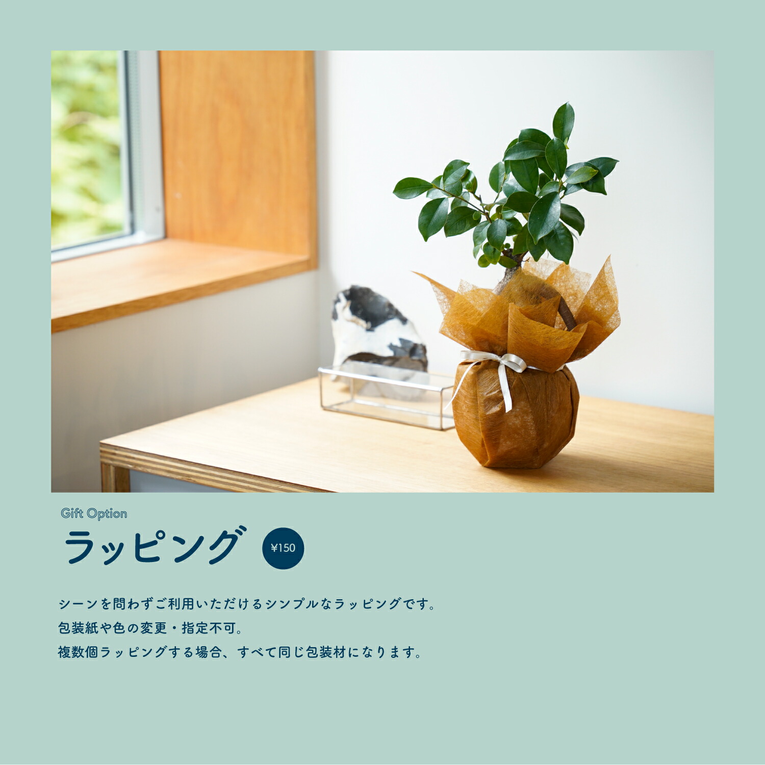 ソフォラ リトルベイビー 陶器鉢付き 3.5号 観葉植物