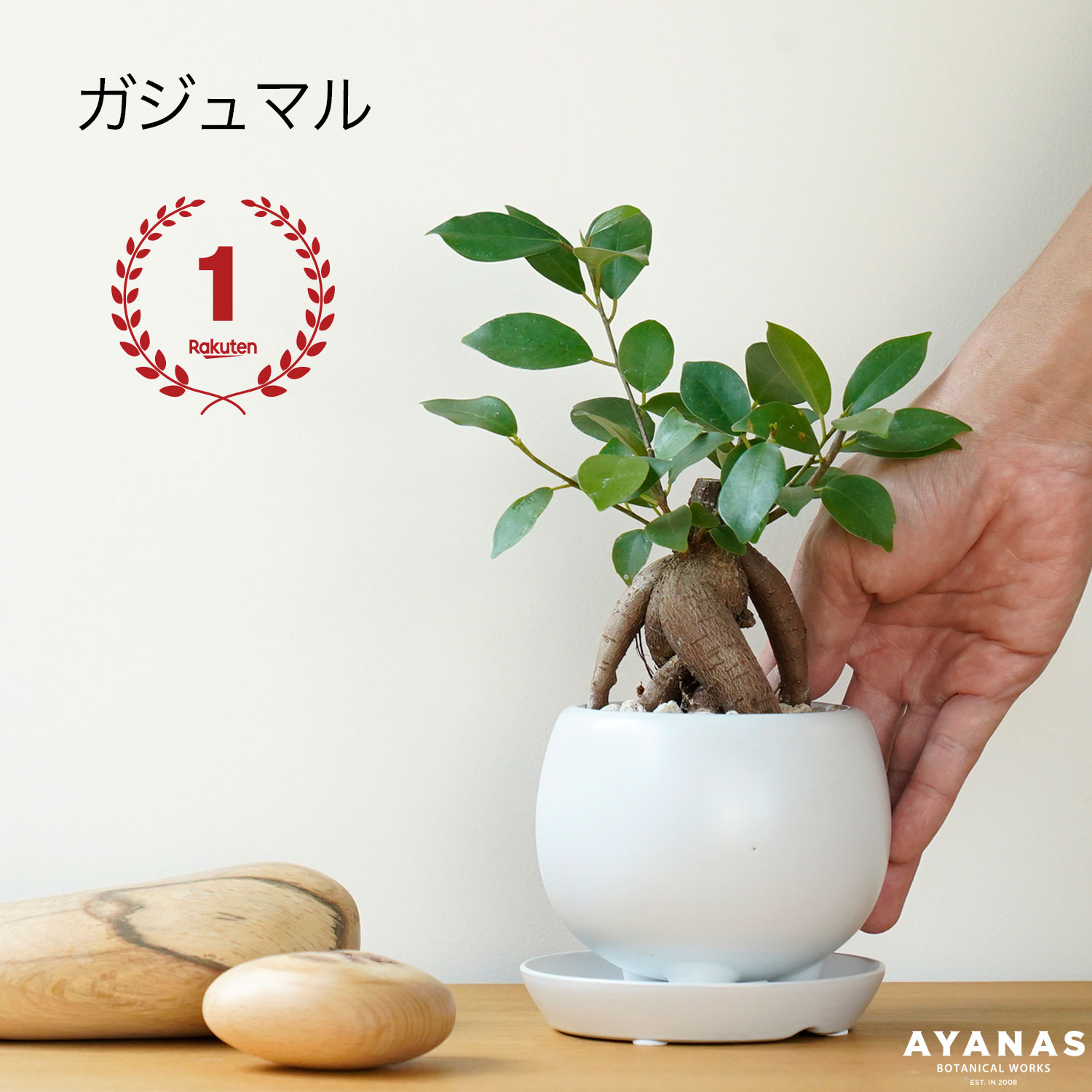 楽天市場】観葉植物 植木鉢 シンプル おしゃれ 白 小さい 3号鉢