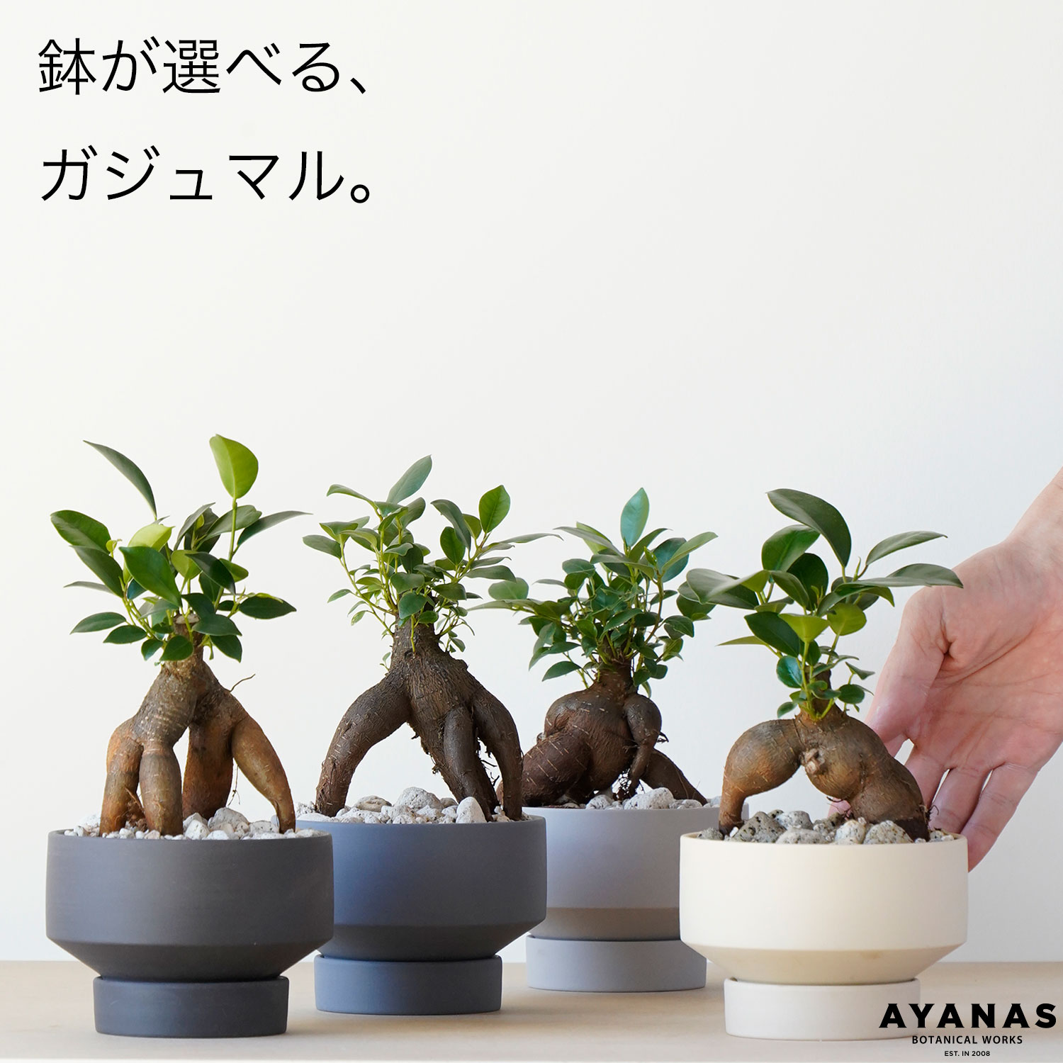 楽天市場】観葉植物 おしゃれ 小さい ミニサイズ パンダガジュマル 白