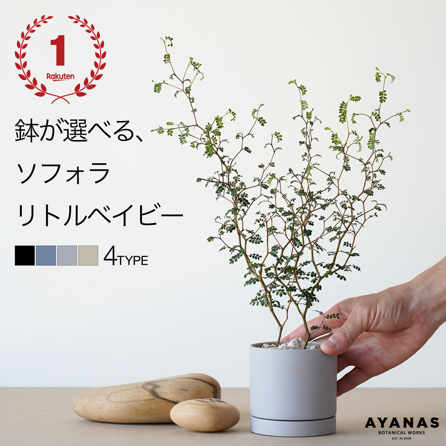 楽天市場】【楽天ランキング1位】観葉植物 おしゃれ ミニサイズ