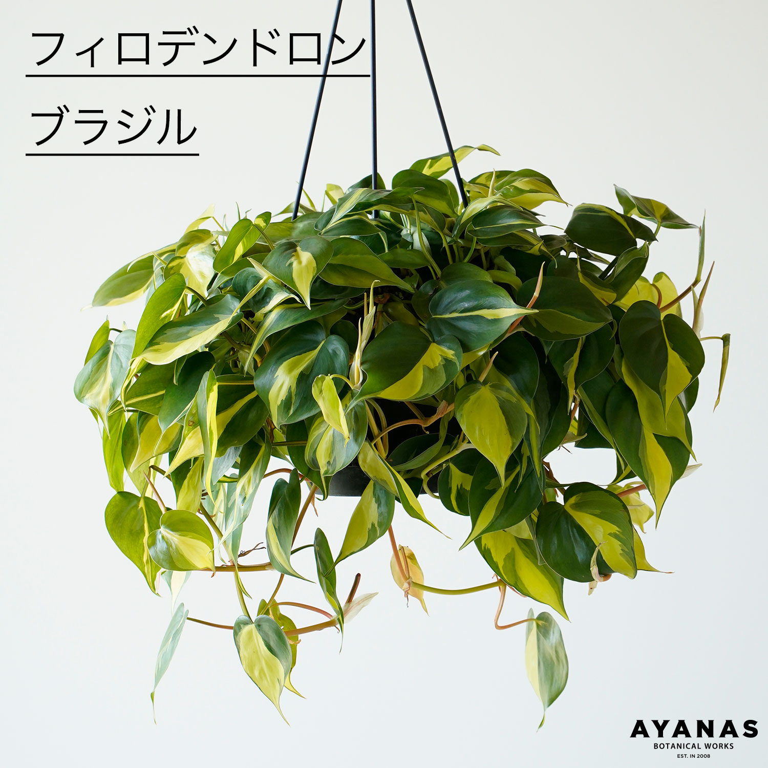 フィロデンドロン コブラ 吊り鉢 4 フィロデンドロン コブラ 5号吊り鉢 観葉植物 寄せ植え 鉢植え