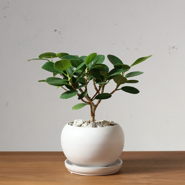 楽天市場 観葉植物 おしゃれ パンダガジュマル かわいい 小さい 陶器 植木鉢 Ayanas