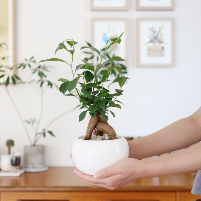 楽天市場 ボールポット 3 5号植木鉢 受皿付き 観葉植物 シンプル 植え替え おしゃれ Ayanas