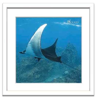 Pascal Kobeh Manta プレゼント ( マンタ レイ、ソコロ アイランズ) Socorro Islands / ビーチ リビング 油絵 アート 民家 飾る フック 額入り 飾る アートフレーム 壁掛け インテリア おしゃれ 玄関 アートパネル 花 ポスター アートフレーム おしゃれ ray, Lサイズ 直筆 印象派
