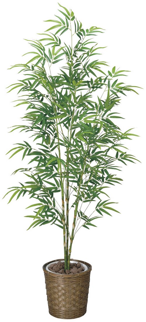 光触媒観葉植物 青竹　1.8〔フロアタイプ(ハイサイズ)〕/光触媒 観葉植物 フェイクグリーン 花 胡蝶蘭 開店祝い 開業祝い 誕生祝い 造花 アートフレーム おしゃれ 飾る 5Lサイズ｜絵画・壁飾り　風景専門店あゆわら