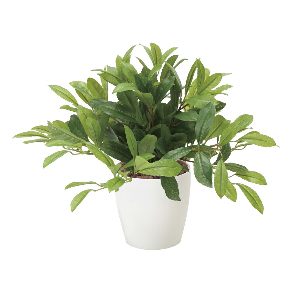 新築祝い 開店祝い 誕生日などのギフトに光触媒観葉植物はいかが 玄関やリビングのインテリアにお手入れいらず 光触媒加工の造花 ウンベラータ フェイクグリーン ローレル フロアタイプ ミドルサイズ 光触媒 花 造花 人工観葉植物 胡蝶蘭 開店祝い 光触媒観葉植物