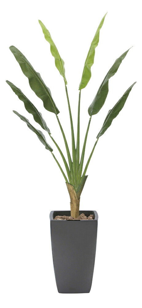 楽天市場】光触媒観葉植物 アレカパーム1.5(ポリ製) 〔フロアタイプ