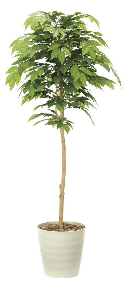 光触媒観葉植物 ケヤキ1 6 フロアタイプ インテリア アートグリーン おしゃれ プレゼント 部屋に飾る 緑 ギフト リビング 玄関 キッチン 開店祝 引越祝 贈答 造花 枯れない 開業祝 店舗 屋内 展示場 5lサイズ Consyrsa Com