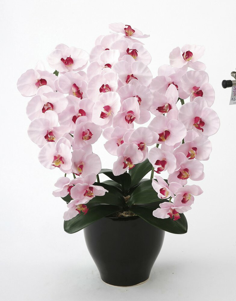 アートフラワー 造花 プレミアム胡蝶蘭P〔フロアタイプ〕/光触媒 観葉植物 ウンベラータ フェイクグリーン 花 胡蝶蘭 開店祝い 開業祝い 誕生祝い 造花 アートフレーム おしゃれ 飾る 4Lサイズ｜絵画・壁飾り　風景専門店あゆわら 11,616円