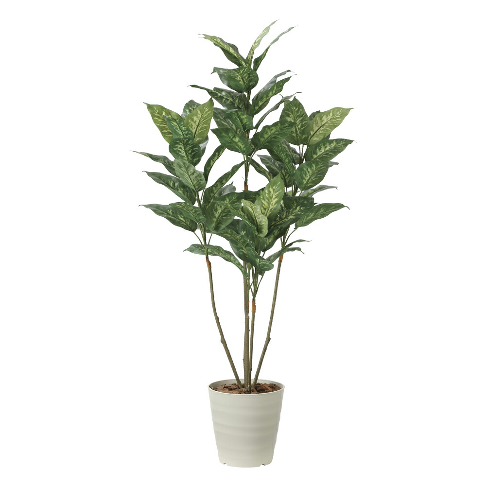 ディフェンバキア　チーター　希少　大株　送料無料 ディフェンバキア チーター 希少 大株 送料無料