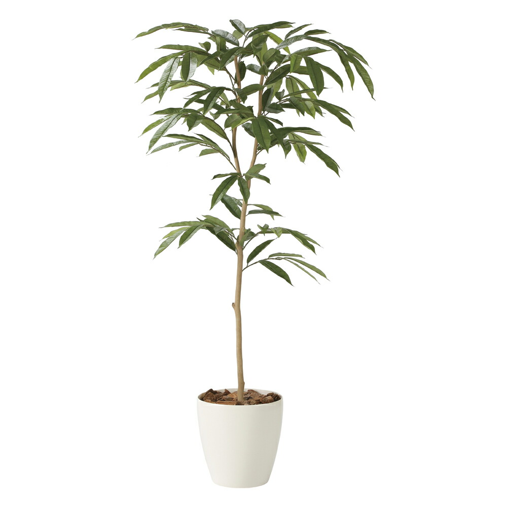 楽天市場】光触媒観葉植物 アムステルラバーキング1.6 〔フロアタイプ