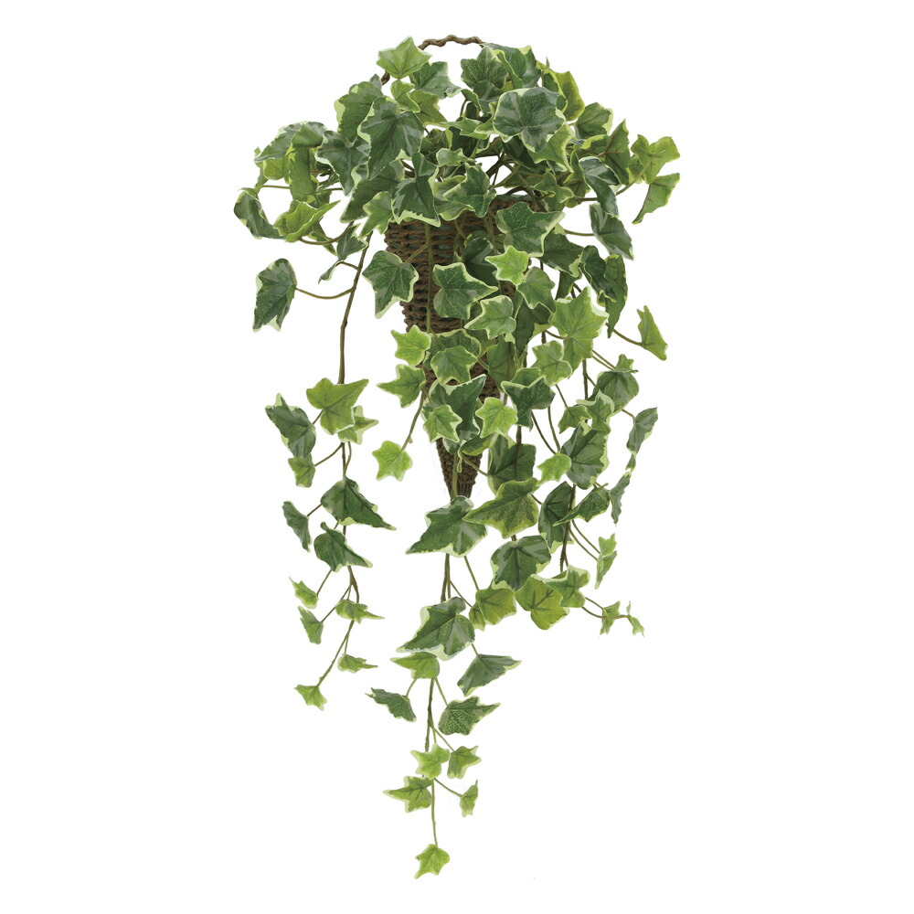 楽天市場】光触媒観葉植物 壁掛けツートンホヤ 〔壁掛けタイプ