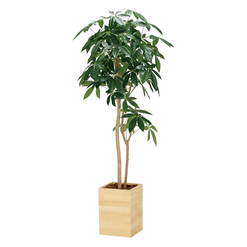 楽天市場】【スーパーSALE10％OFF】光触媒観葉植物 フレッシュパキラ