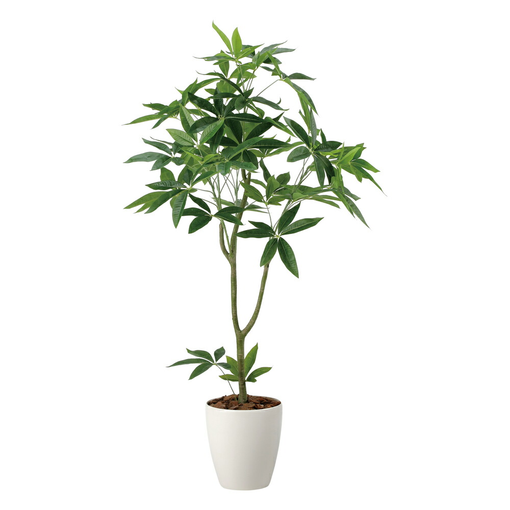 楽天市場】光触媒観葉植物 フィカスウンベラータ1.7 〔フロアタイプ