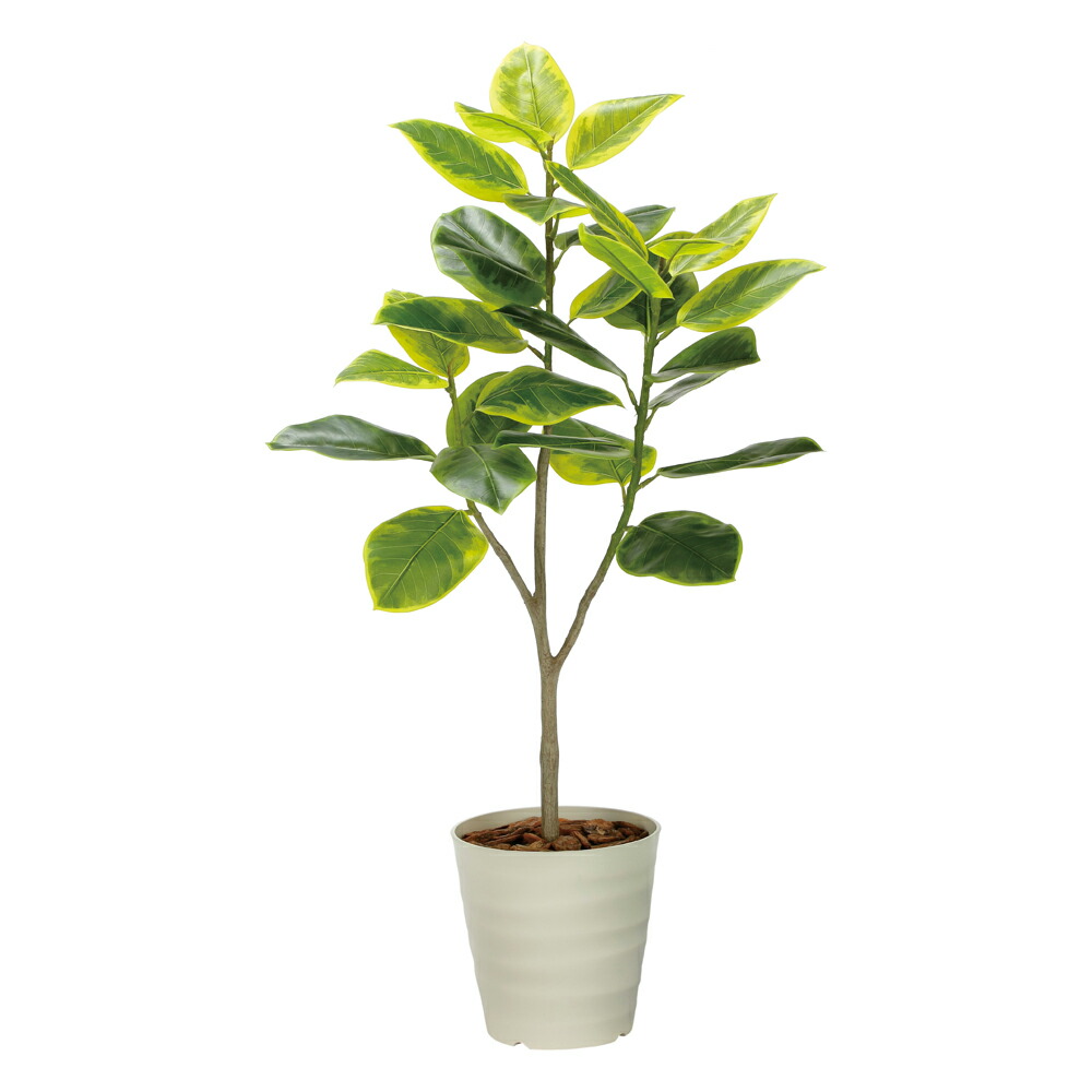 楽天市場】光触媒観葉植物 フィカスウンベラータ1.7 〔フロアタイプ