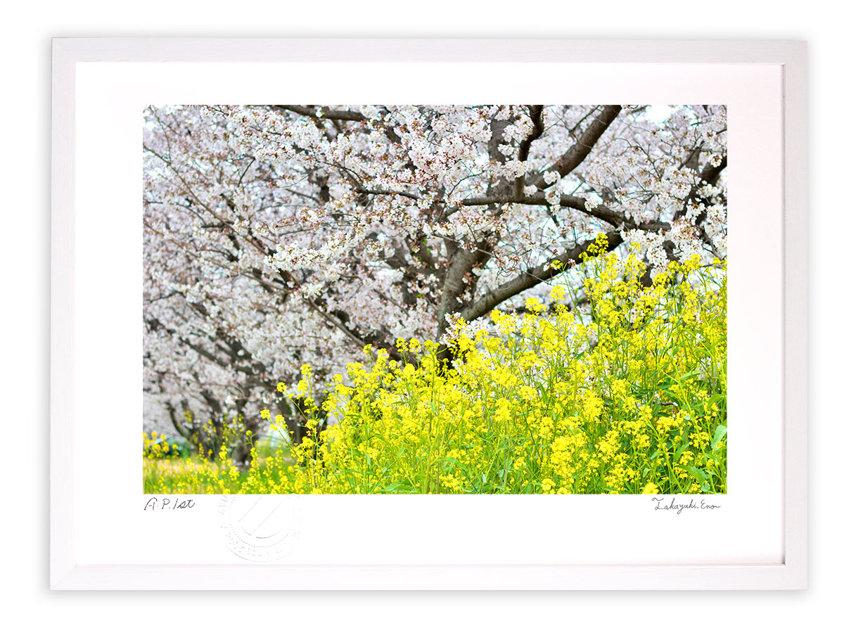 版画 絵画 桜と菜の花21 横 アートフォト インテリア 壁掛け 額入り 額装込 風景画 油絵 ポスター アート アートパネル リビング 玄関 プレゼント モダン アートフレーム おしゃれ 飾る Mサイズ 巣ごもり 壁掛けアートは リビングや玄関におすすめのインテリア 絵画