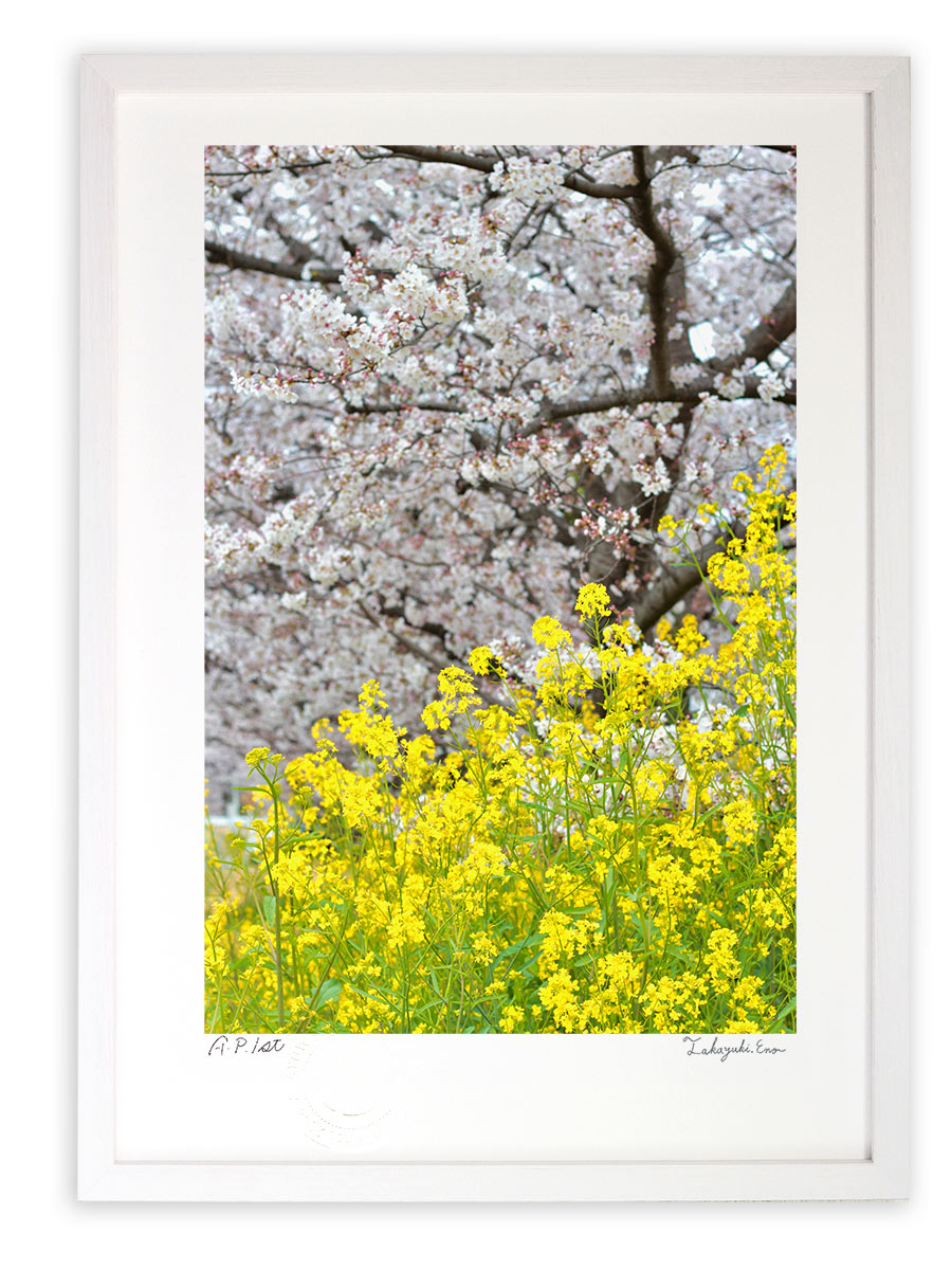 版画 絵画 桜と菜の花21 縦 アートフォト インテリア 壁掛け 額入り 額装込 風景画 油絵 ポスター アート アートパネル リビング 玄関 プレゼント モダン アートフレーム おしゃれ 飾る Mサイズ 巣ごもり 壁掛けアートは リビングや玄関におすすめのインテリア 絵画