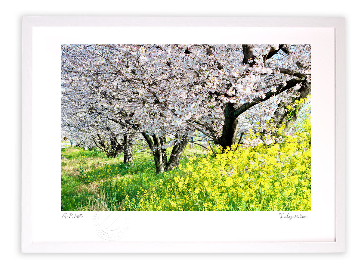 最大100%ポイントバック！限定抽選 版画 絵画 桜並木と菜の花/アートフォト インテリア 額入り 額装込 風景画 油絵 ポスター アート アートパネル リビング 玄関 プレゼント モダン アートフレーム 飾る おしゃれ 壁掛け 絵