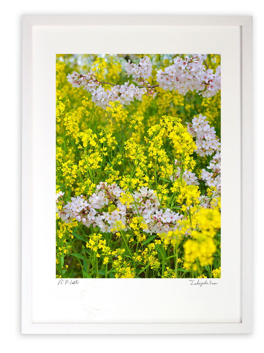 最大100%ポイントバック！限定抽選 版画 絵画 さくら色と菜の花色(縦)/アートフォト インテリア 額入り 額装込 風景画 油絵 ポスター アート アートパネル リビング 玄関 プレゼント モダン アートフレーム 飾る おしゃれ 壁掛け 絵