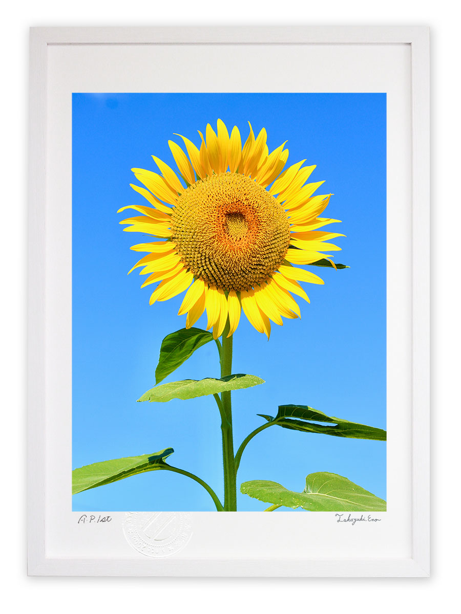 最大100%ポイントバック！限定抽選 版画 絵画 青空にひまわり アートフォト インテリア 額入り 額装込 風景画 油絵 ポスター アート アートパネル リビング 玄関 プレゼント モダン アートフレーム 飾る おしゃれ 壁掛け 絵