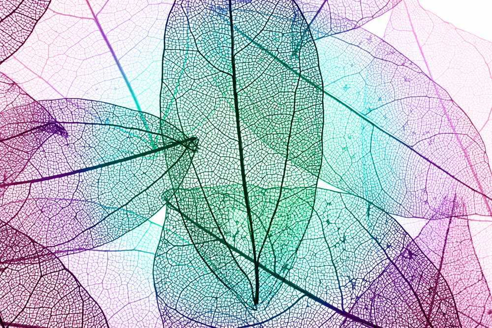 絵 美術パネル レントゲン写真 Multicolor Decoretive Skelrton Leaves 置き物 飾る カンヴァス リビング 門口 家什 おくり物 賜り物 草木 一葉 ハイカラ 3l号数 巣ごもり Logodesigndeck Com