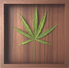 楽天市場 リーフパネル カンナビス サティバ 麻 大麻 インテリア 壁掛け 額入り 額装込 風景画 油絵 ポスター アート アートパネル リビング 玄関 プレゼント モダン アートフレーム おしゃれ 飾る Mサイズ 巣ごもり 絵画 壁飾り 風景専門店あゆわら