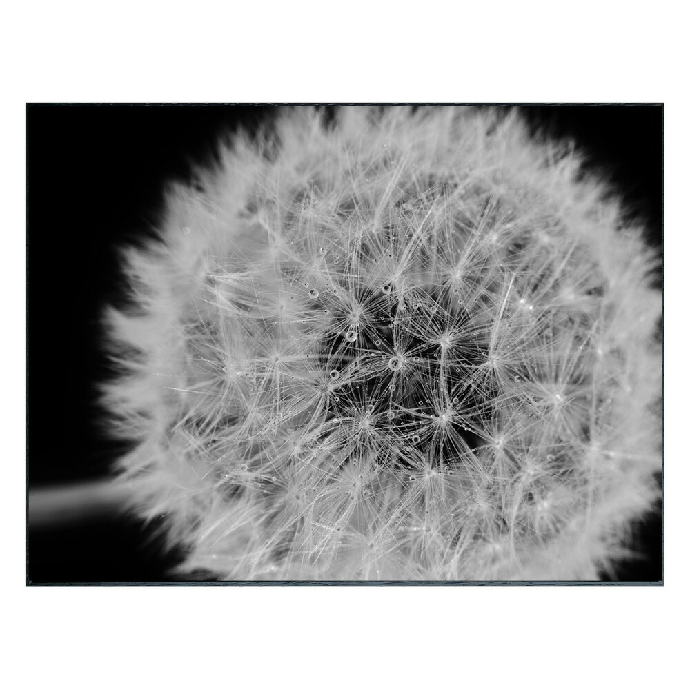 最大100%ポイントバック！限定抽選 絵画 Photography Dandelions インテリア 壁飾り タンポポ 綿毛 写真 額付 モノクロ アート シンプル リビング 玄関 ギフト プレゼント 壁掛け 飾る おしゃれ 店舗 会社 アートパネル ショップ オフィス エントランス 4Lサイズ