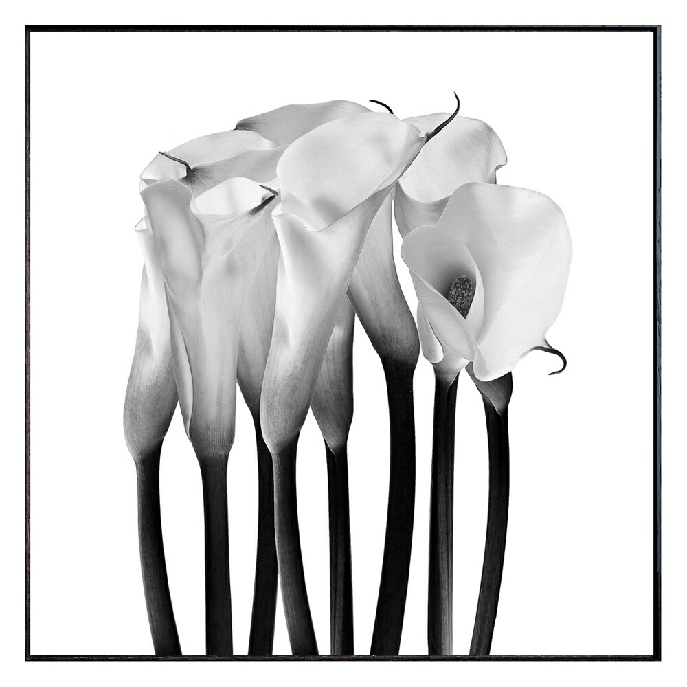 最大100%ポイントバック！限定抽選 絵画 Photography Calla  インテリア 壁飾り カラー 花 写真 額付き モノクロ アート シンプル リビング 玄関 ギフト プレゼント 壁掛け 飾る おしゃれ 店舗 会社 アートパネル ショップ オフィス エントランス 4Lサイズ