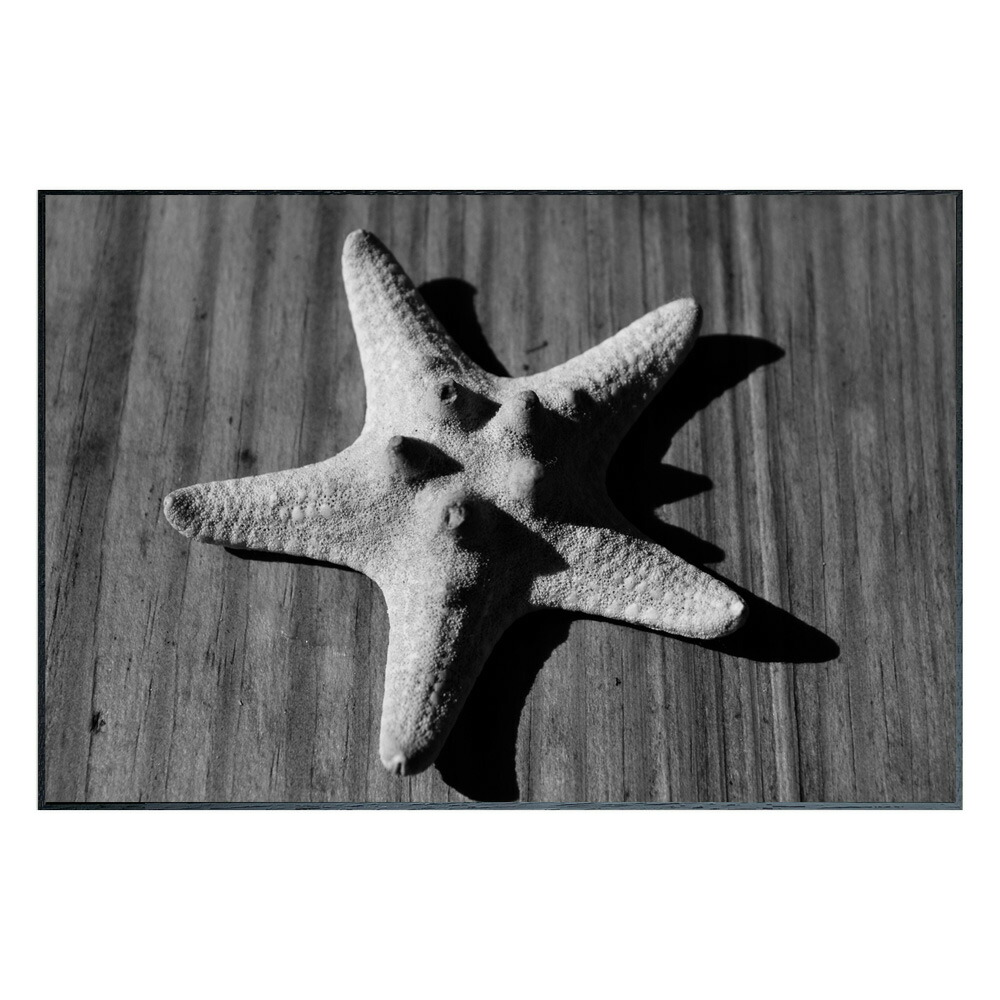 最大100%ポイントバック！限定抽選 絵画 Photography Star fish インテリア 壁飾り ヒトデ 写真 額付き モノクロ アート シンプル リビング 玄関 ギフト プレゼント 壁掛け 飾る おしゃれ 店舗 会社 アートパネル ショップ オフィス エントランス 4Lサイズ