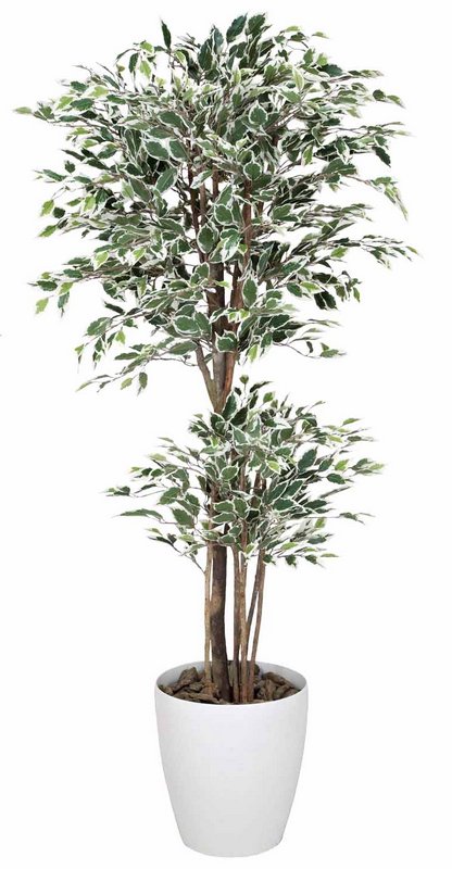 光触媒観葉植物 トロピカルベンジャミン斑入り1.6〔フロアタイプ(ハイサイズ)〕/光触媒 観葉植物 ウンベラータ フェイクグリーン 花 胡蝶蘭 開店祝い 開業祝い 誕生祝い 造花 アートフレーム おしゃれ 飾る 5Lサイズ|絵画・壁飾り 風景専門店あゆわら