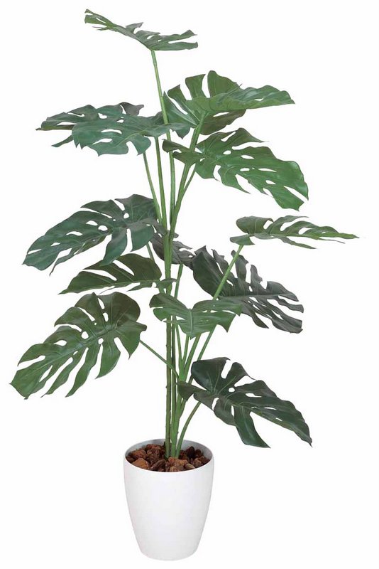 数量限定 楽天市場 光触媒観葉植物 モンステラ1 2 フロアタイプ ミドルサイズ 人気作品 光触媒 観葉植物 ウンベラータ フェイクグリーン 花 胡蝶蘭 開店祝い 開業祝い 誕生祝い 造花 アートフレーム おしゃれ 飾る 5lサイズ 巣ごもり 絵画 壁飾り 風景専門店あゆ