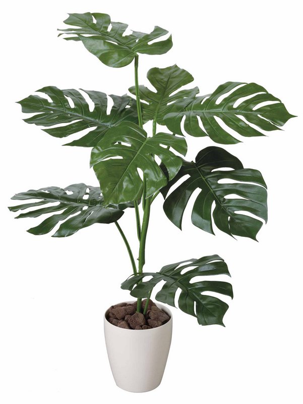 楽天市場 光触媒観葉植物 モンステラ1 0 フロアタイプ ミドルサイズ 光触媒 観葉植物 ウンベラータ フェイクグリーン 花 胡蝶蘭 開店祝い 開業祝い 誕生祝い 造花 アートフレーム おしゃれ 飾る 5lサイズ 巣ごもり 絵画 壁飾り 風景専門店あゆわら