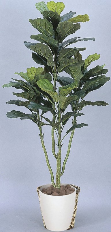 光触媒観葉植物 カシワゴム1.3〔フロアタイプ(ミドルサイズ)〕/光触媒 観葉植物 ウンベラータ フェイクグリーン 花 胡蝶蘭 開店祝い 開業祝い 誕生祝い 造花 アートフレーム おしゃれ 飾る 5Lサイズ|絵画・壁飾り 風景専門店あゆわら