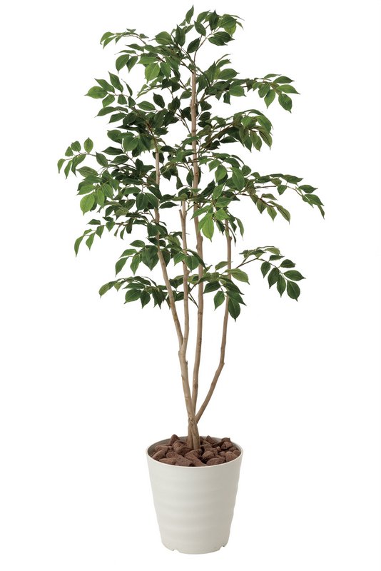 楽天市場】光触媒観葉植物 ポリシャス1.15 〔フロアタイプ