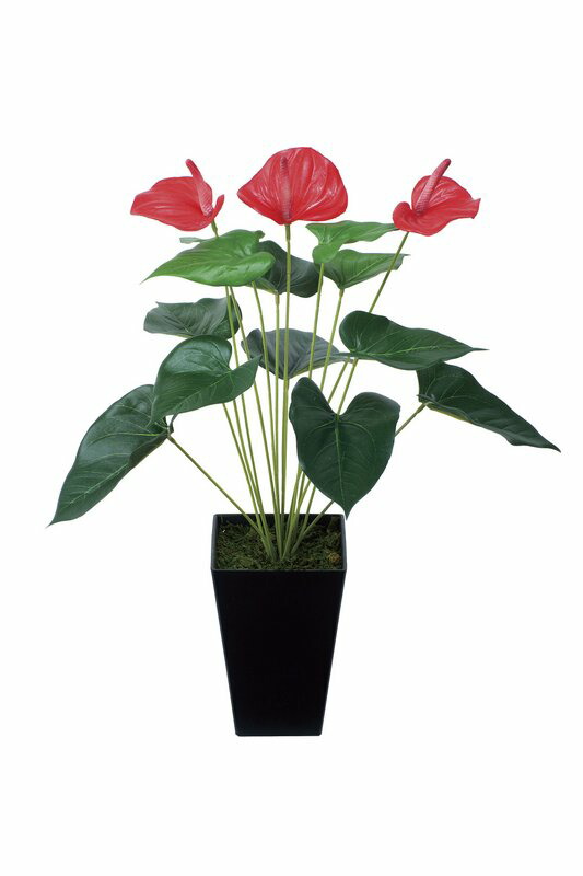 光触媒観葉植物 アンスリューム/光触媒〔テーブルタイプ〕/光触媒 観葉植物 ウンベラータ フェイクグリーン 花 胡蝶蘭 開店祝い 開業祝い 誕生祝い 造花 アートフレーム おしゃれ 飾る 5Lサイズ