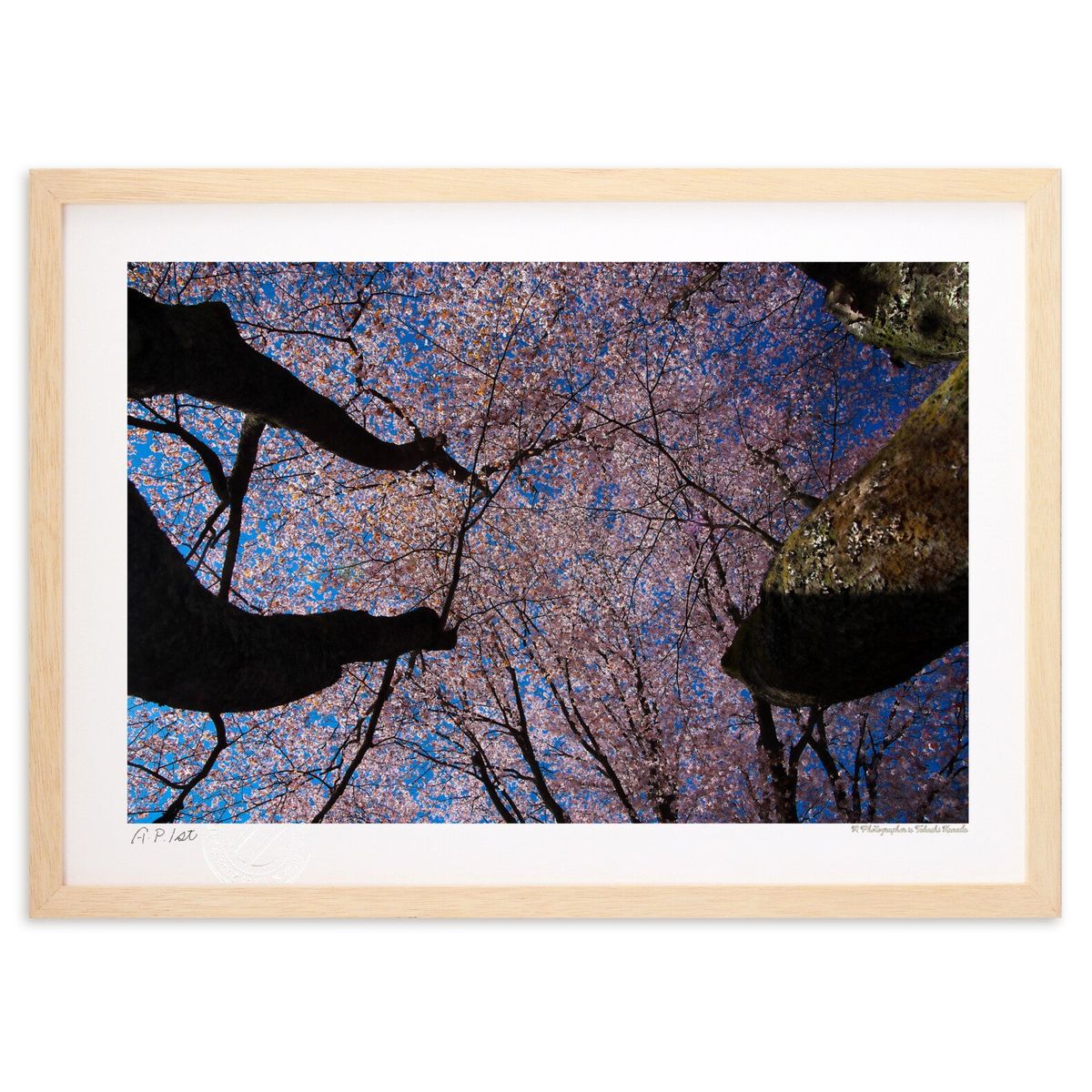 楽天市場】森山観月 三日月夜桜 52×42cm 花鳥図 日本画 春飾り 桜