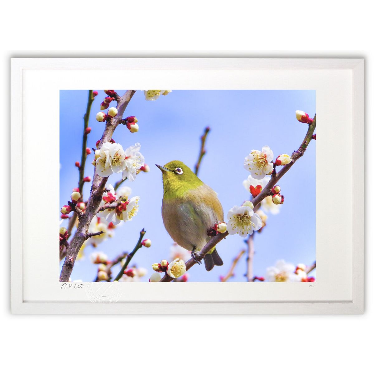 楽天市場】梅 絵画 花 メジロ 和風 日本画 田村仁美 「春の日差しに