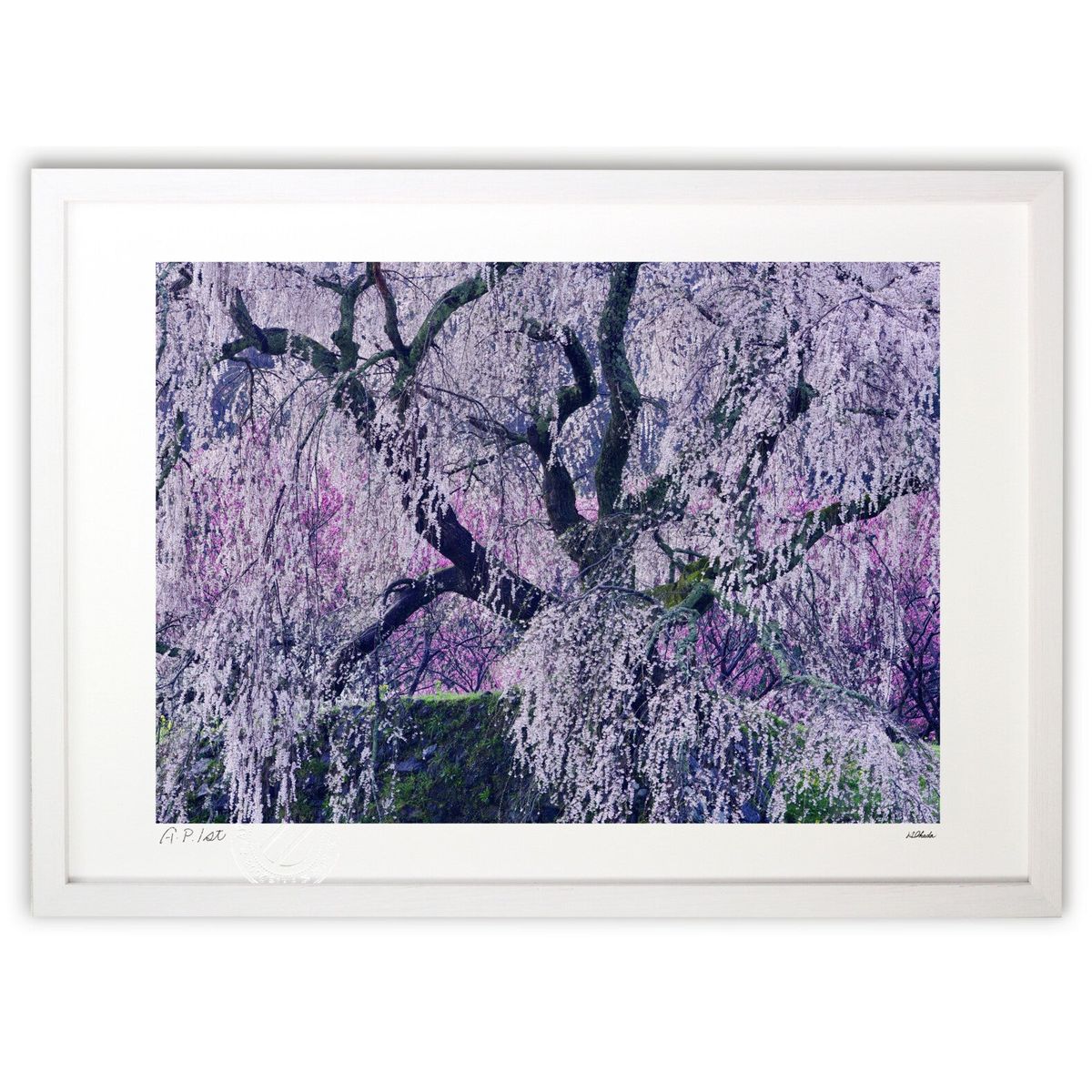 楽天市場】【ポイント10倍 & クーポン！】取寄品 狩野永徳 桜と孔雀 額