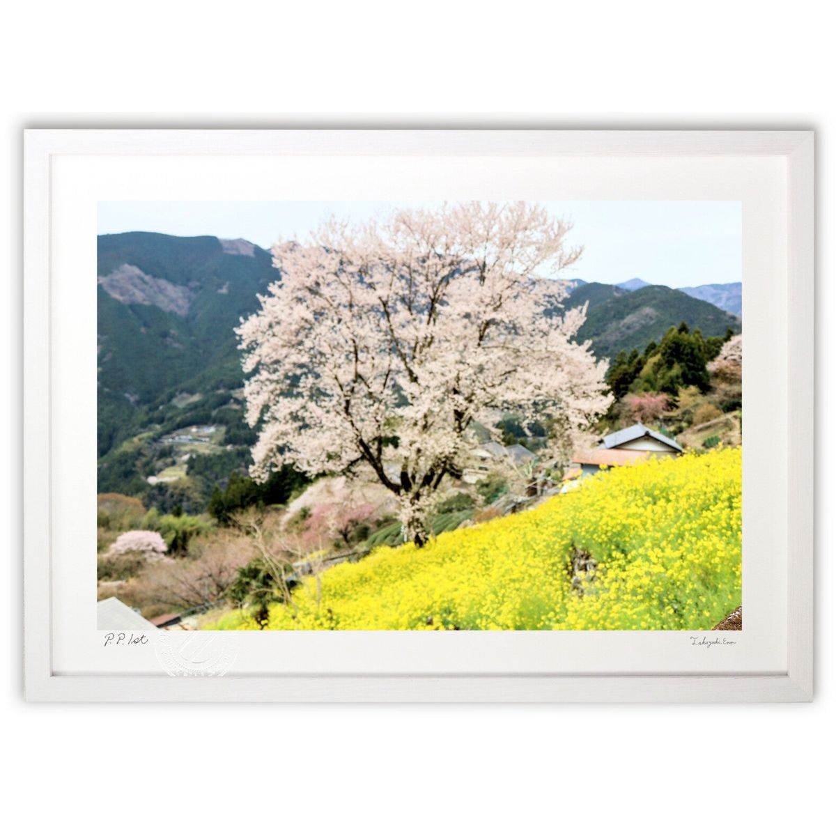 楽天市場】【ポイント10倍 & クーポン！】取寄品 狩野永徳 桜と孔雀 額