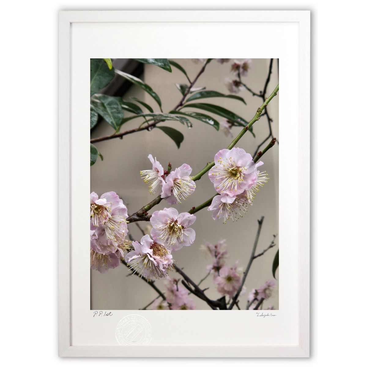 楽天市場】梅 絵画 花 メジロ 和風 日本画 田村仁美 「春の日差しに